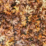 Buy Finesse GVH to replace biological matter lost when we remove these dead leaves from our lawn
